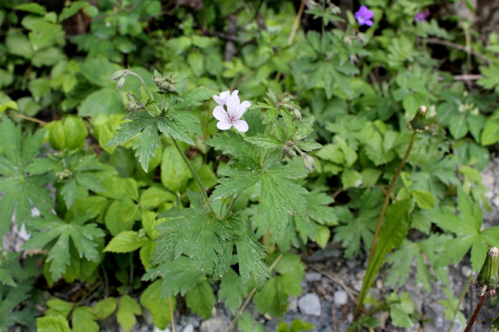 Geranium rivulare / Geranio dei rivi